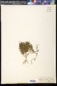 Image of Bonnaya tenuifolia