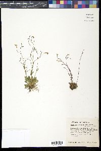 Image of Lindernia monticola