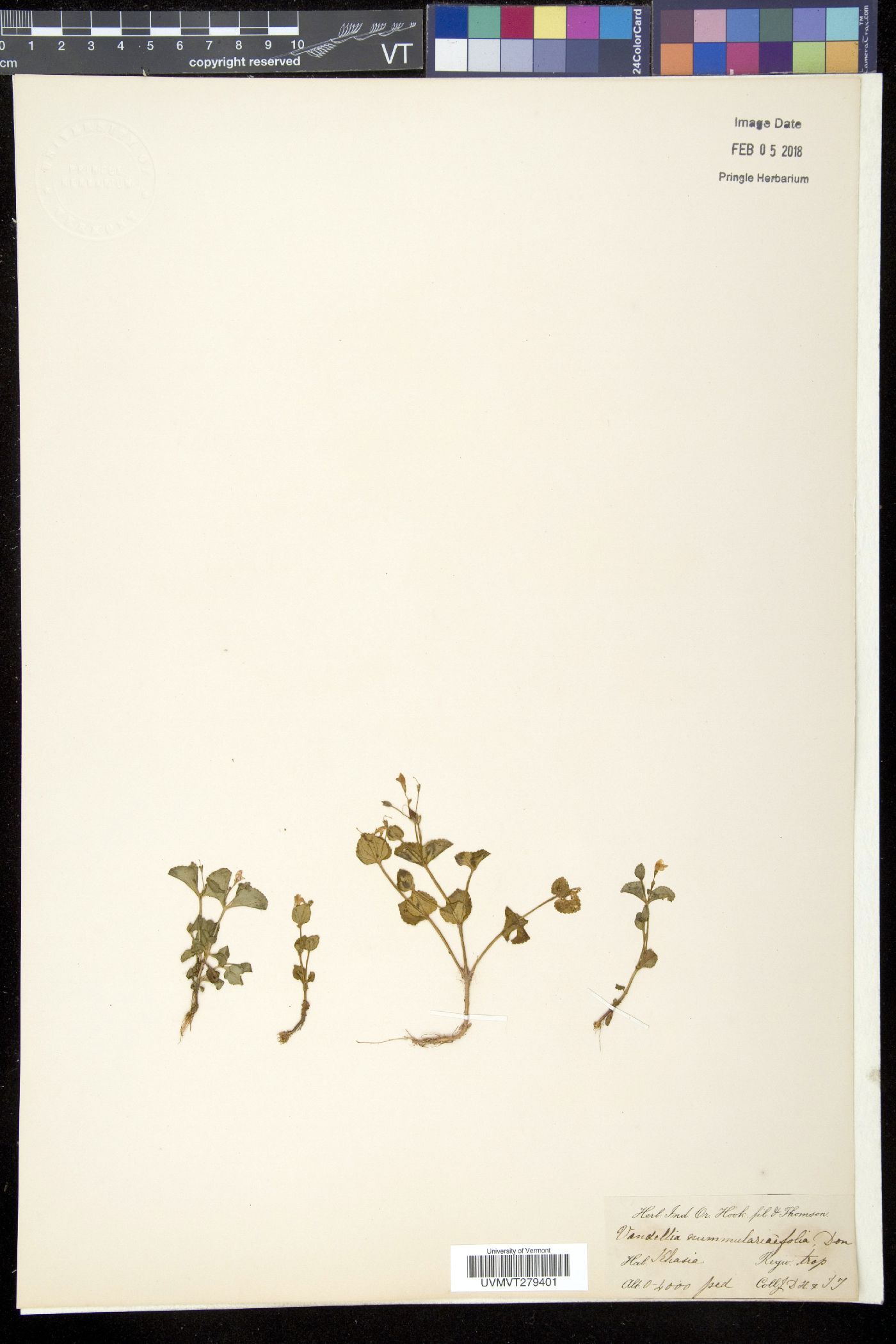 Craterostigma nummulariifolium image