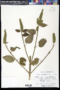 Agastache nepetoides image