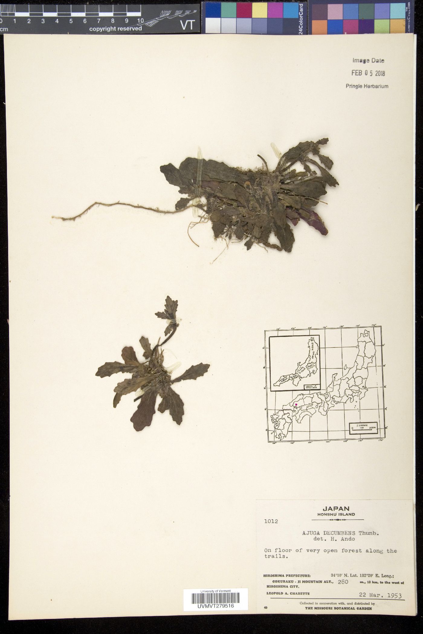 Ajuga decumbens image