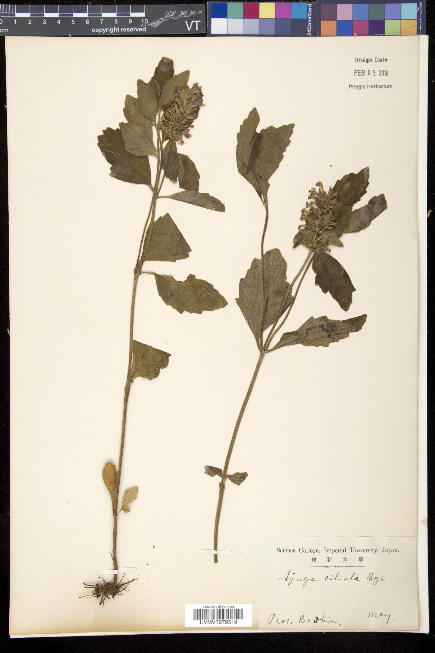 Ajuga ciliata image
