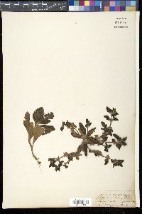 Ajuga integrifolia image