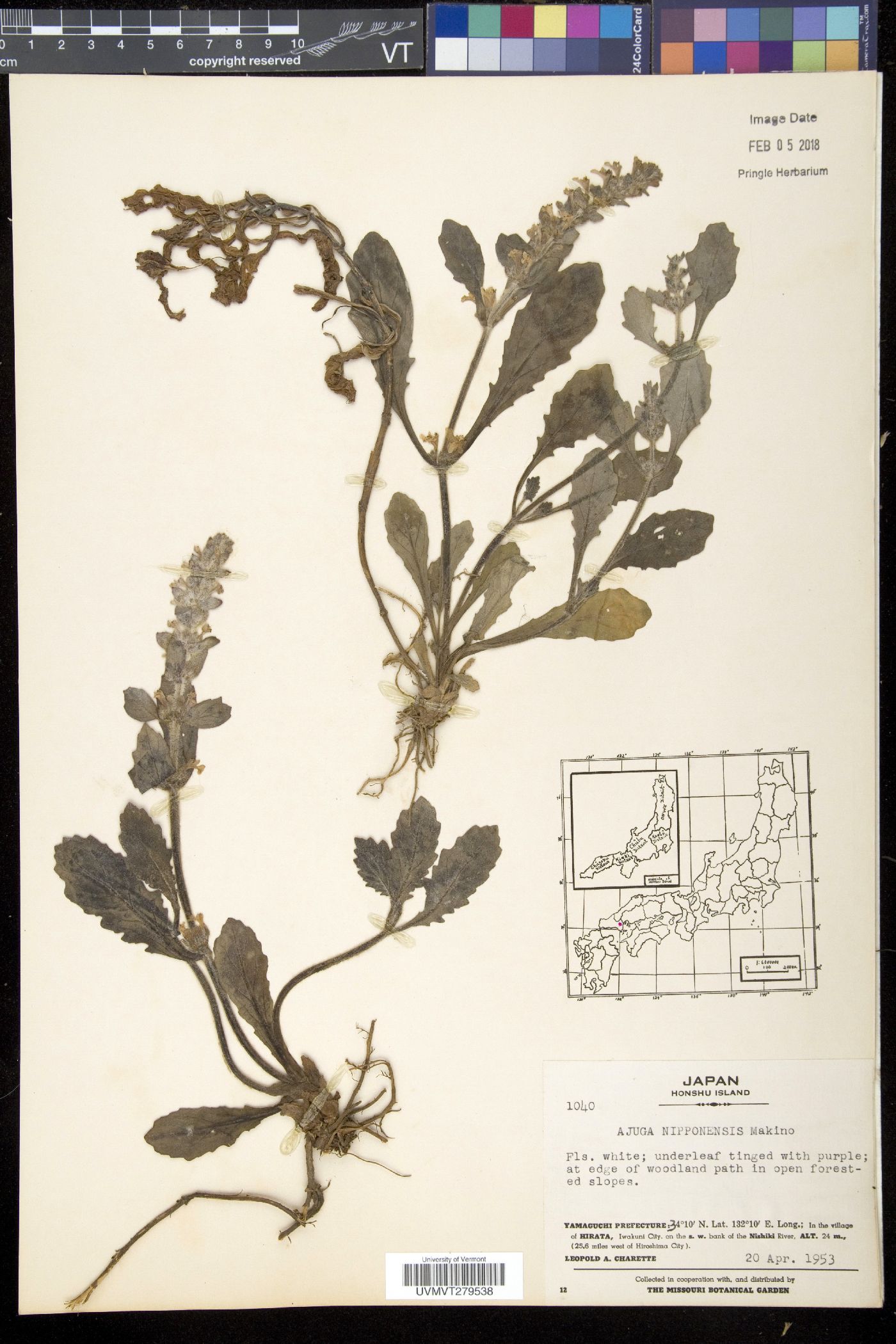 Ajuga nipponensis image