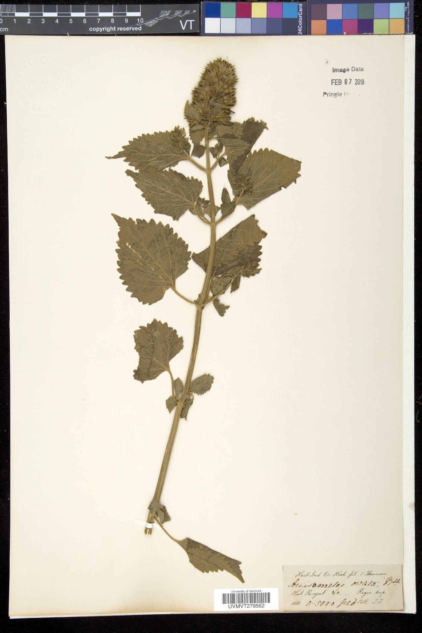 Anisomeles indica image