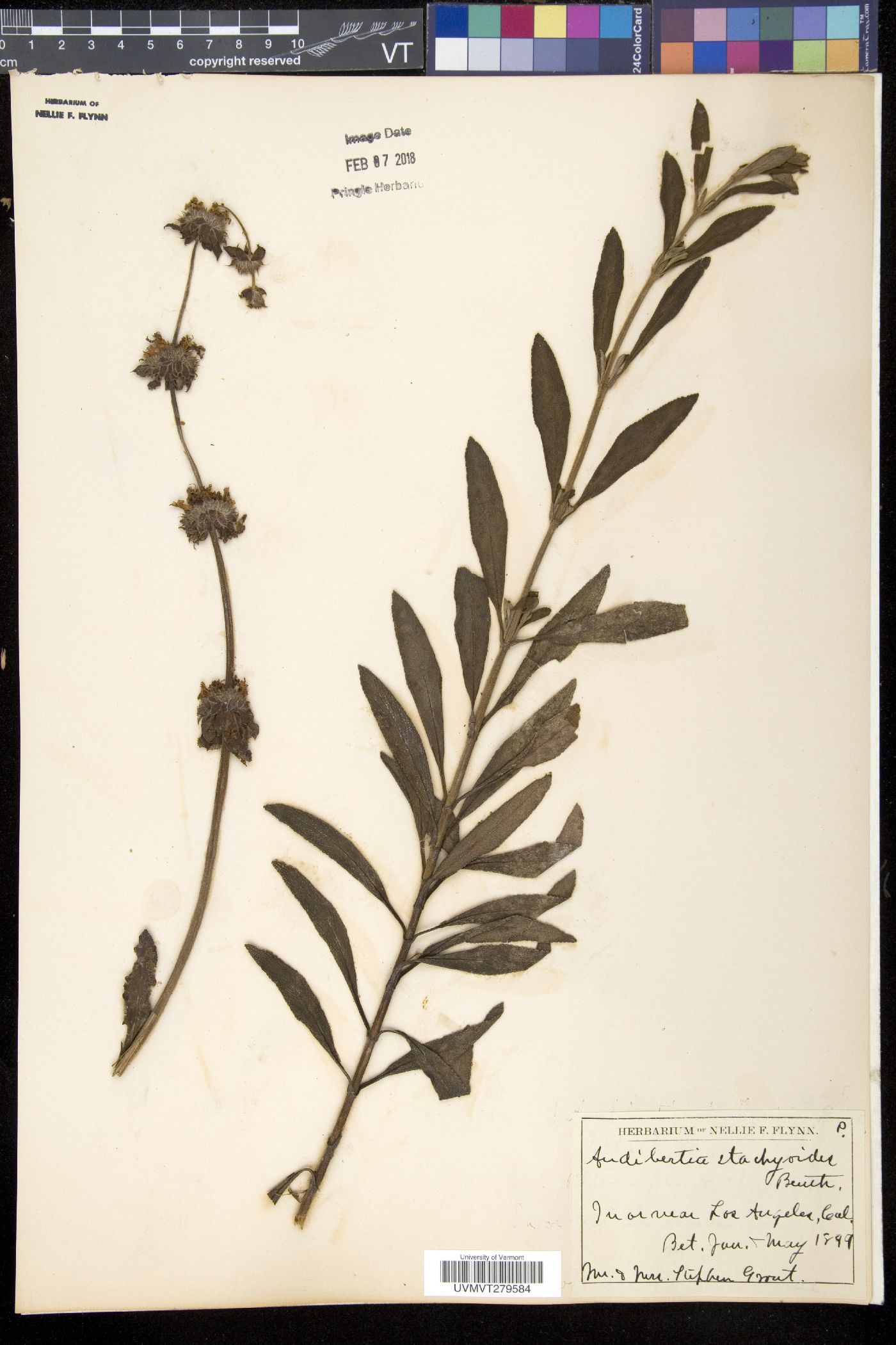 Audibertia image