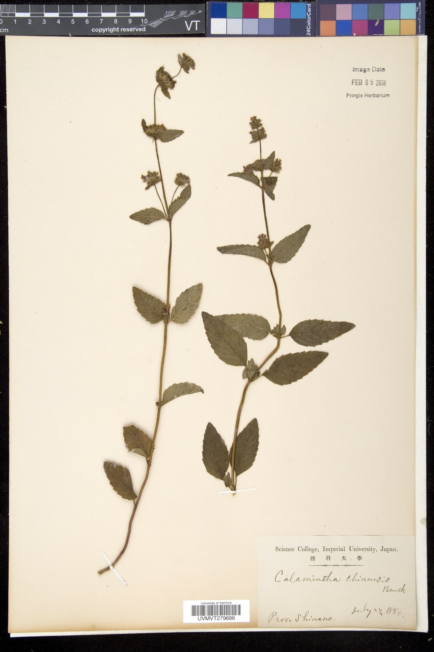 Clinopodium chinense image