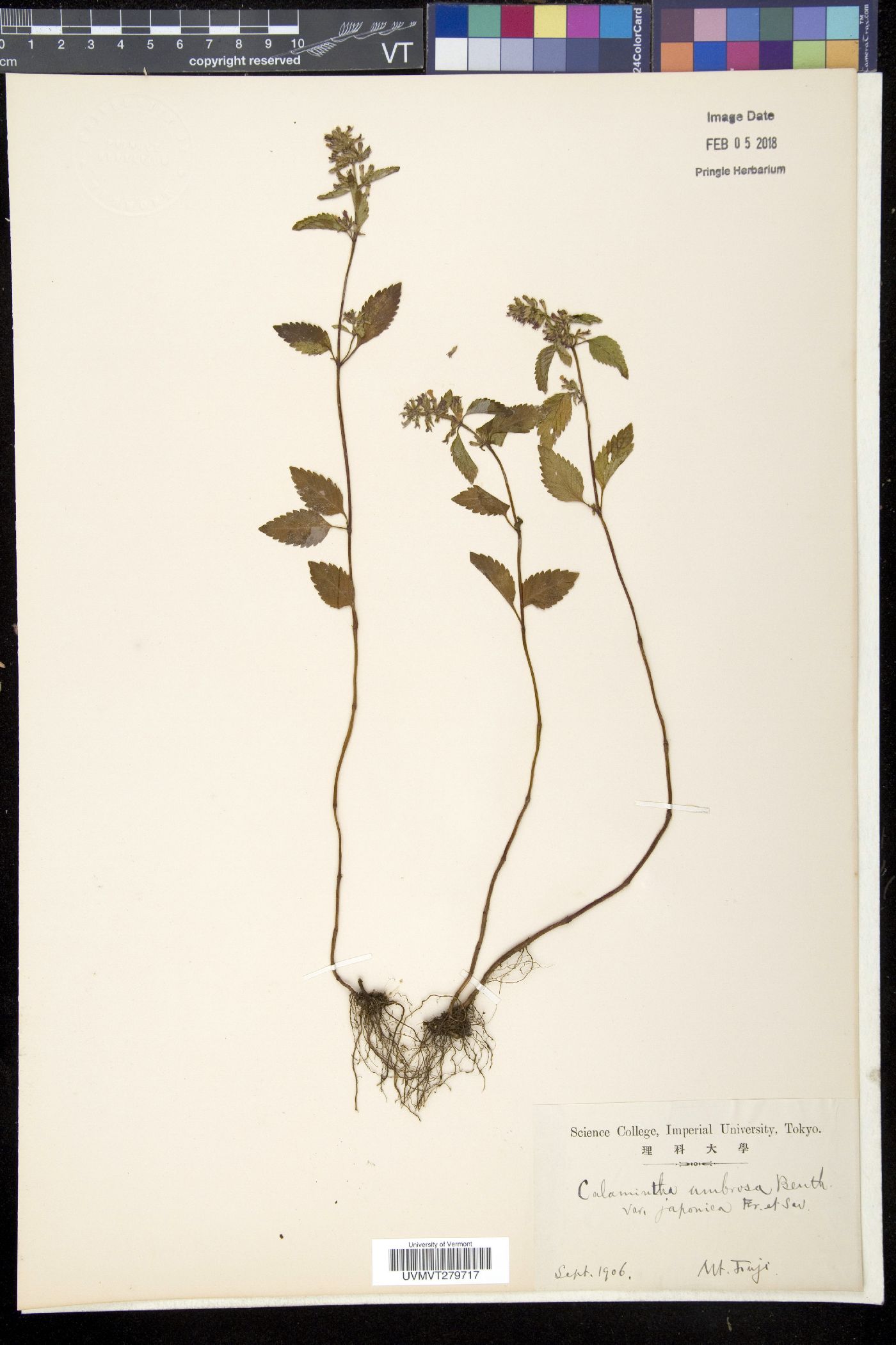 Clinopodium micranthum image