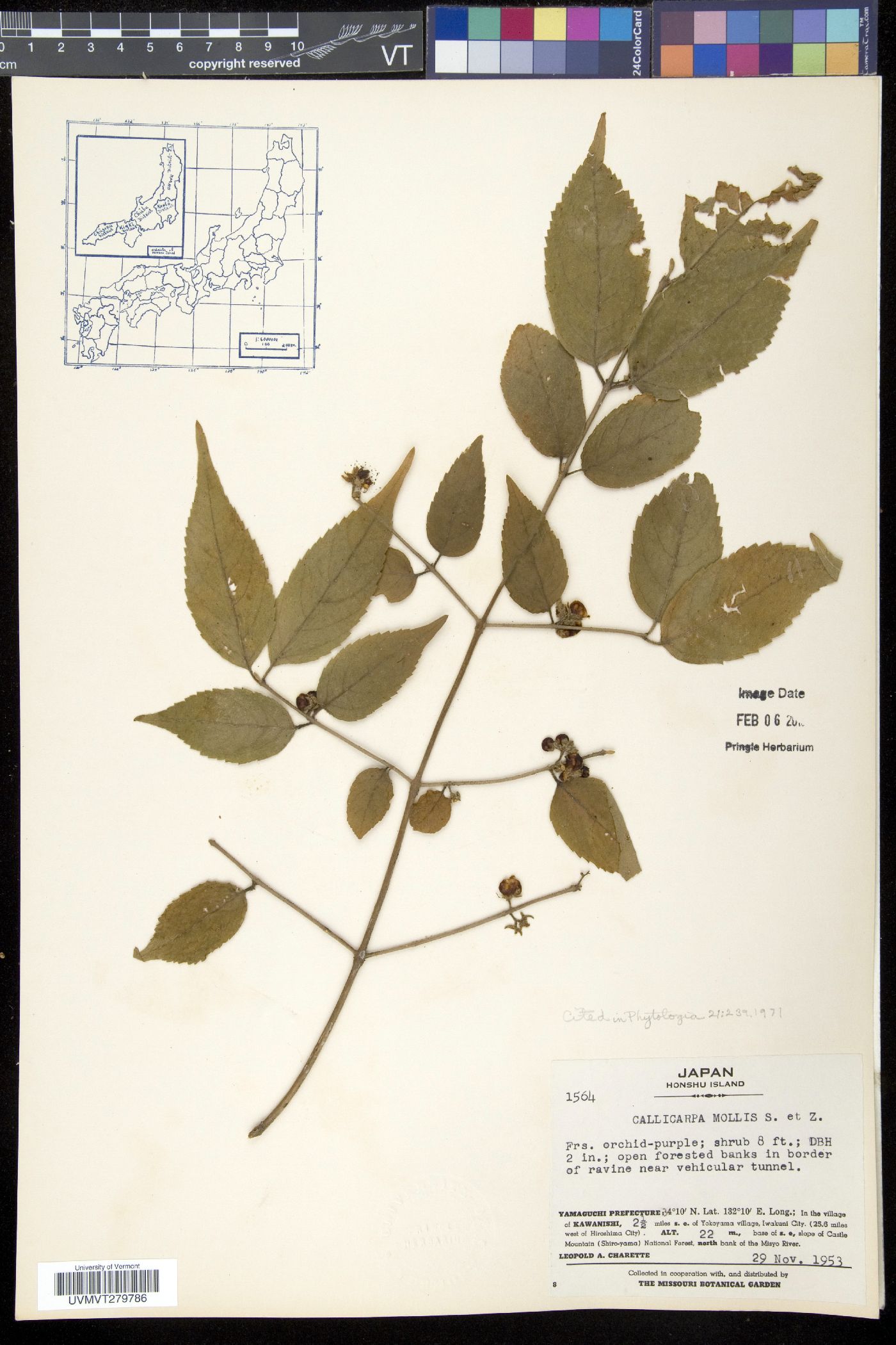 Callicarpa mollis image