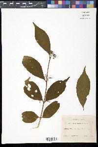 Callicarpa japonica image