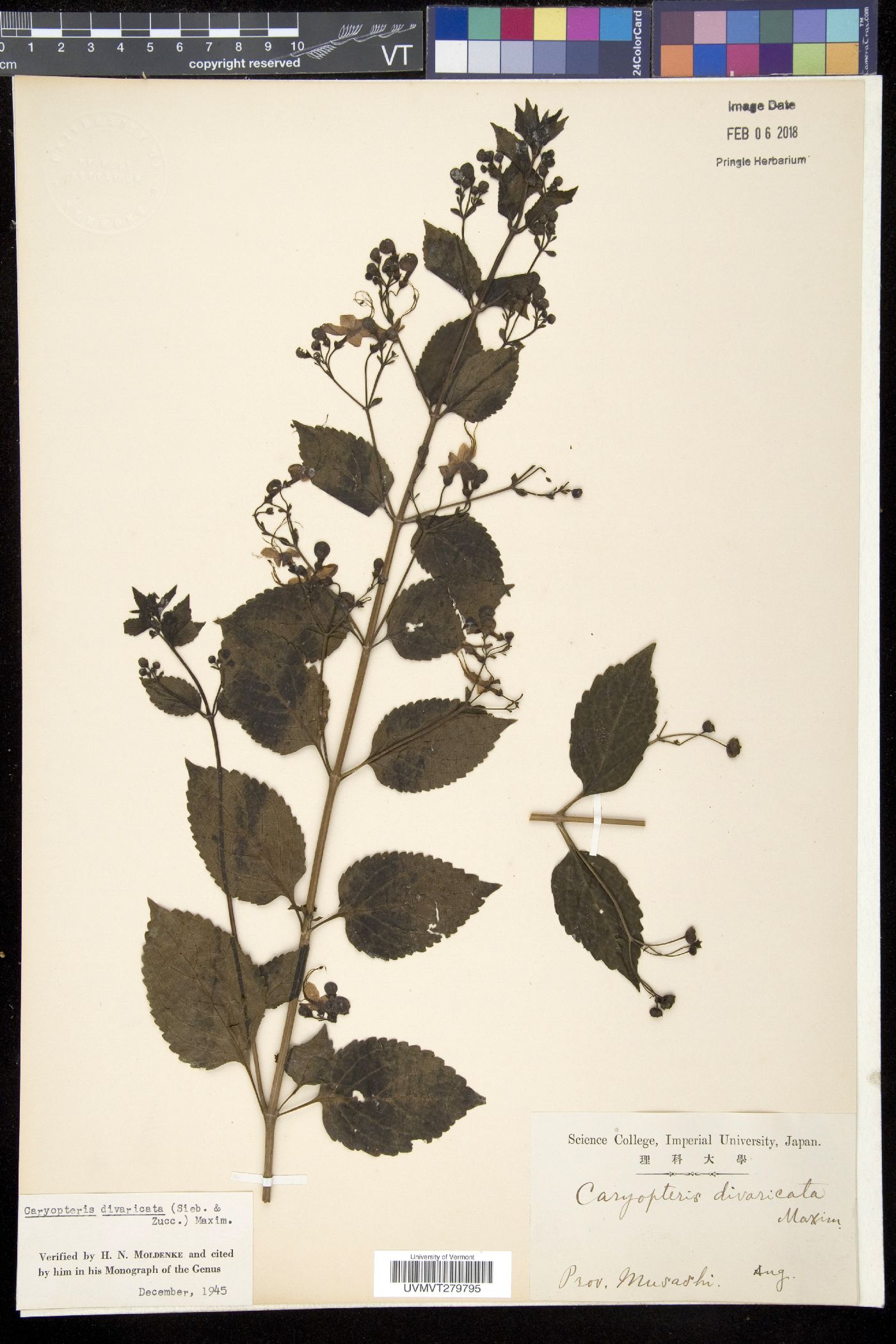 Caryopteris divaricata image