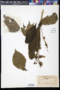 Chelonopsis moschata image