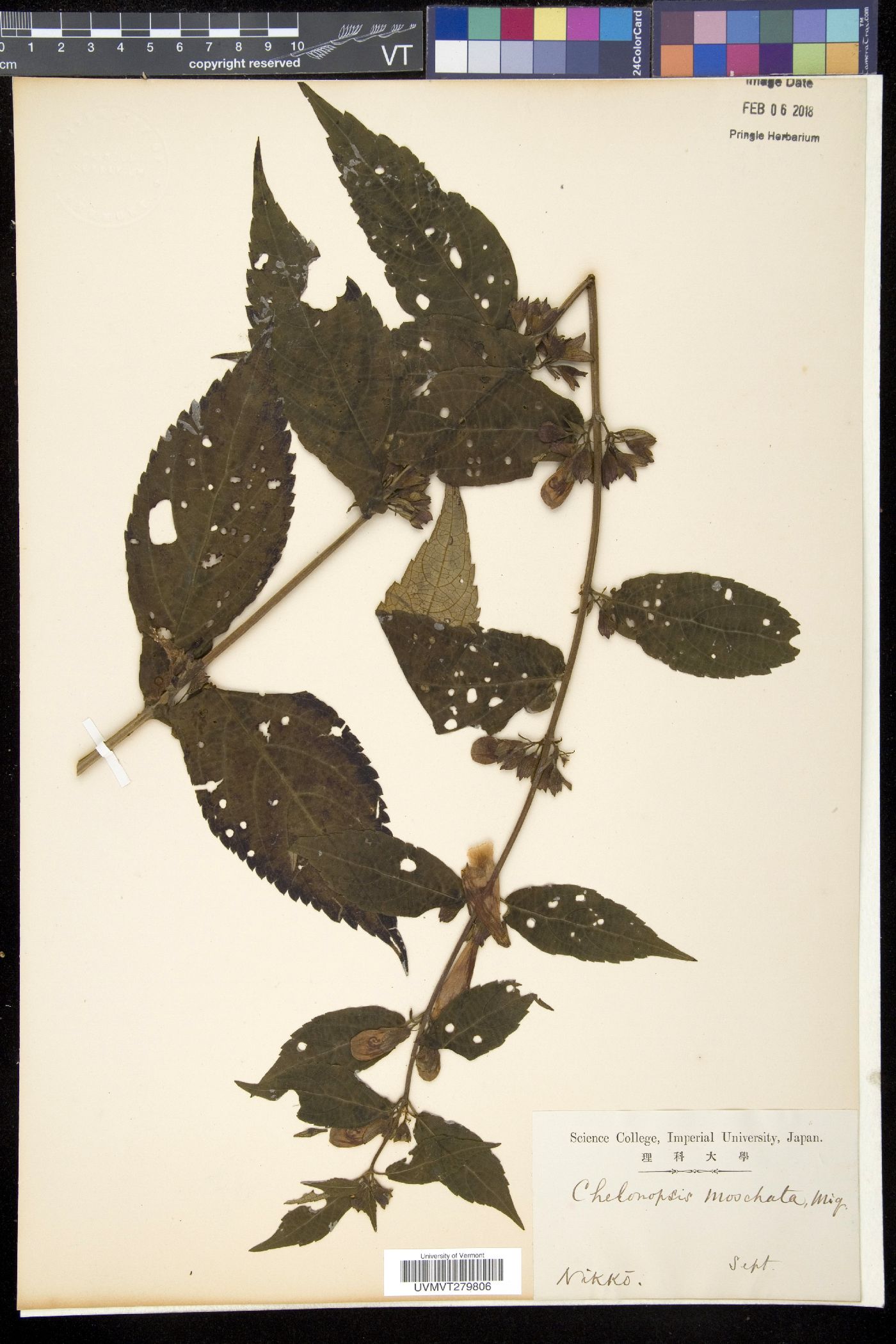 Chelonopsis moschata image