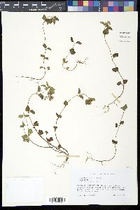 Image of Clinopodium gracile
