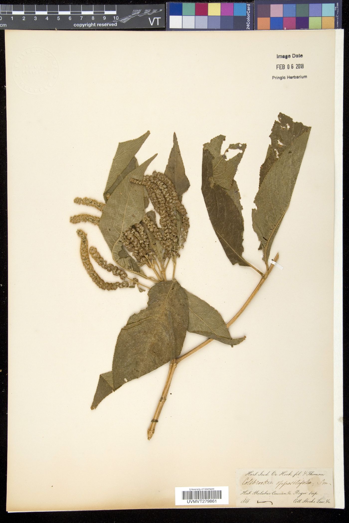 Colebrookea oppositifolia image