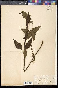 Plectranthus scutellarioides image