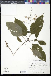 Collinsonia canadensis image