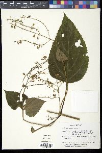 Collinsonia canadensis image