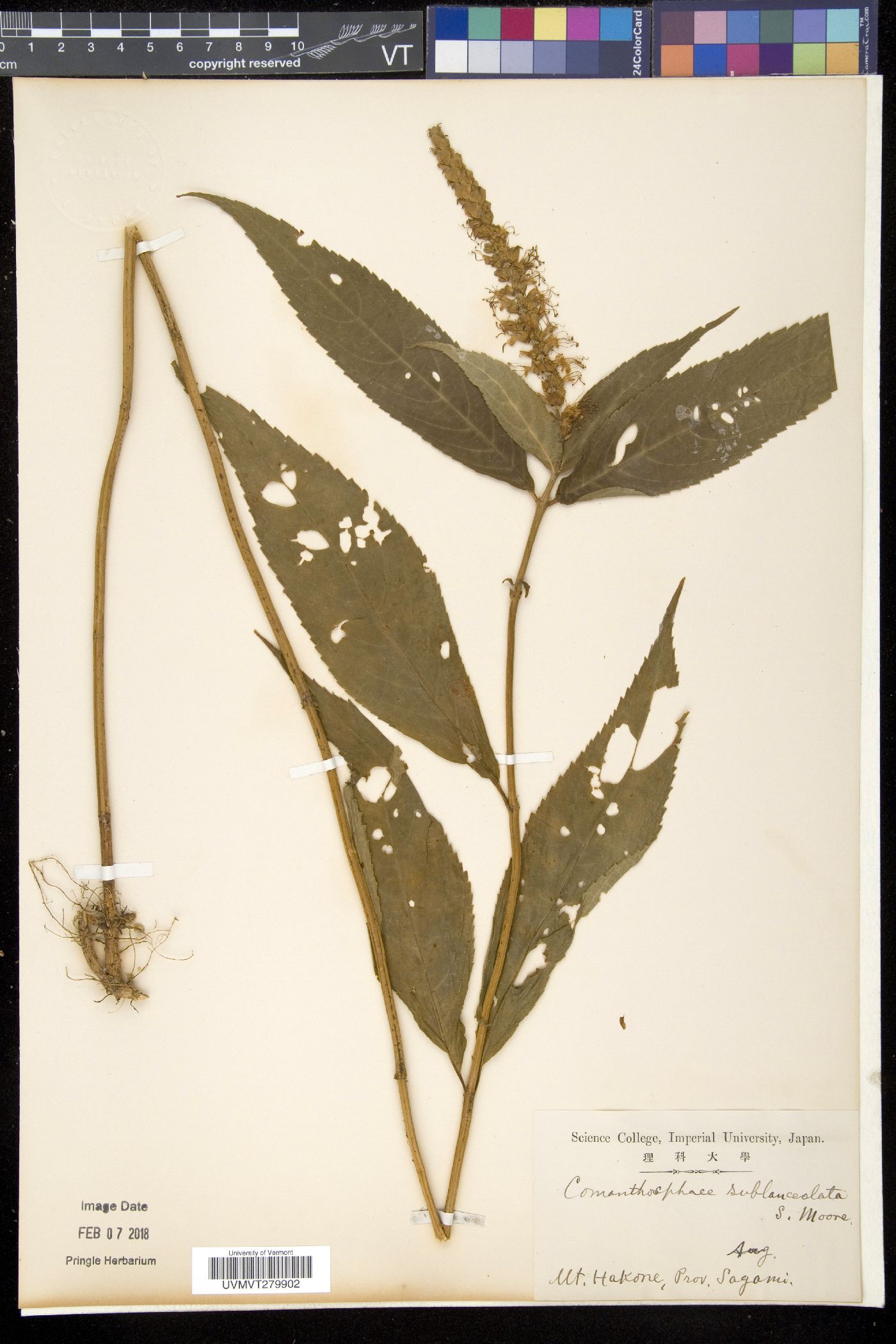 Comanthosphace japonica subsp. japonica image