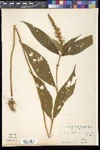 Comanthosphace japonica subsp. japonica image
