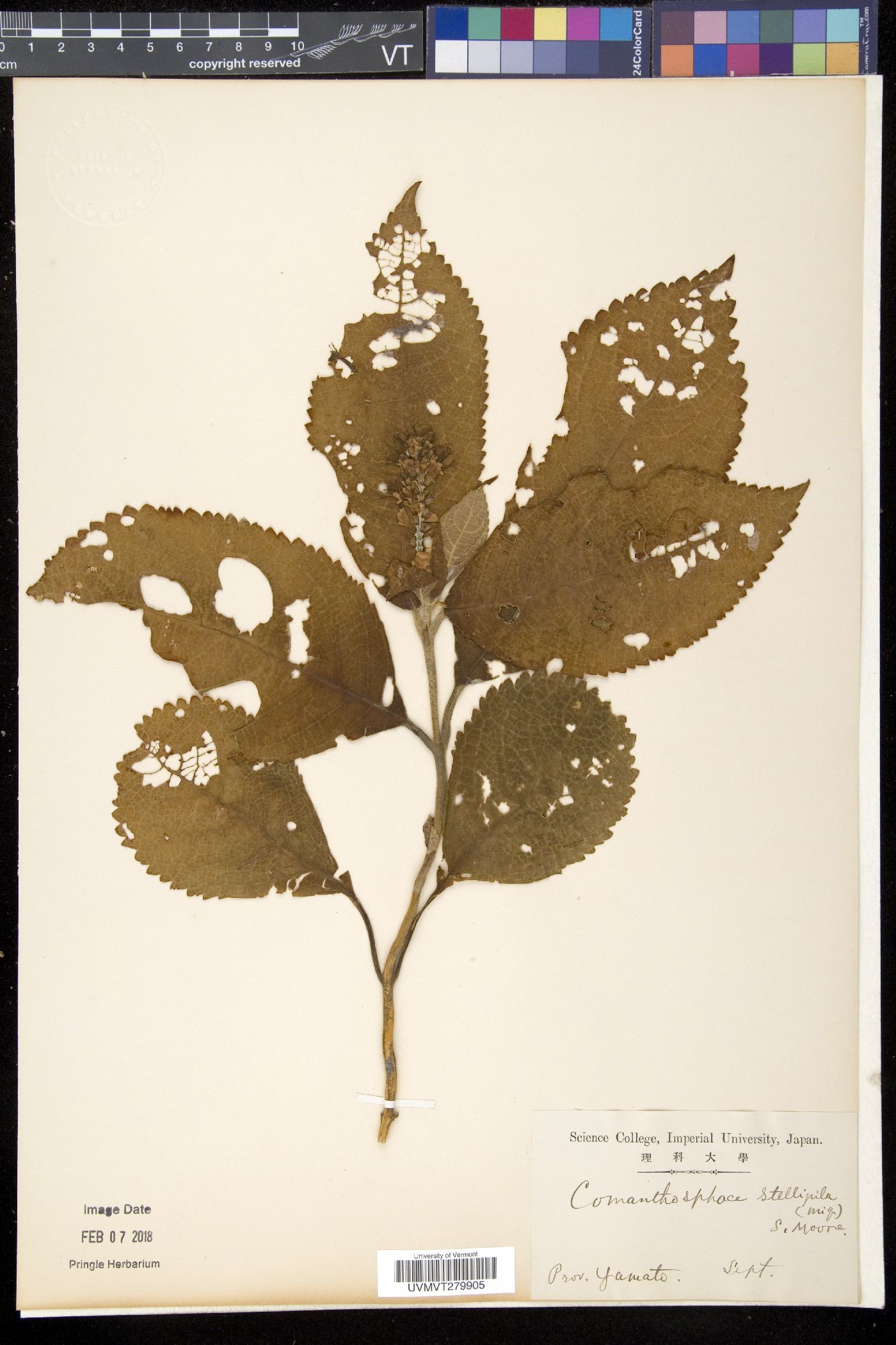 Comanthosphace stellipila image