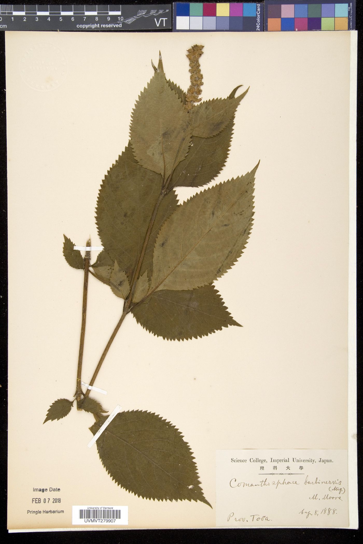 Comanthosphace japonica var. japonica image