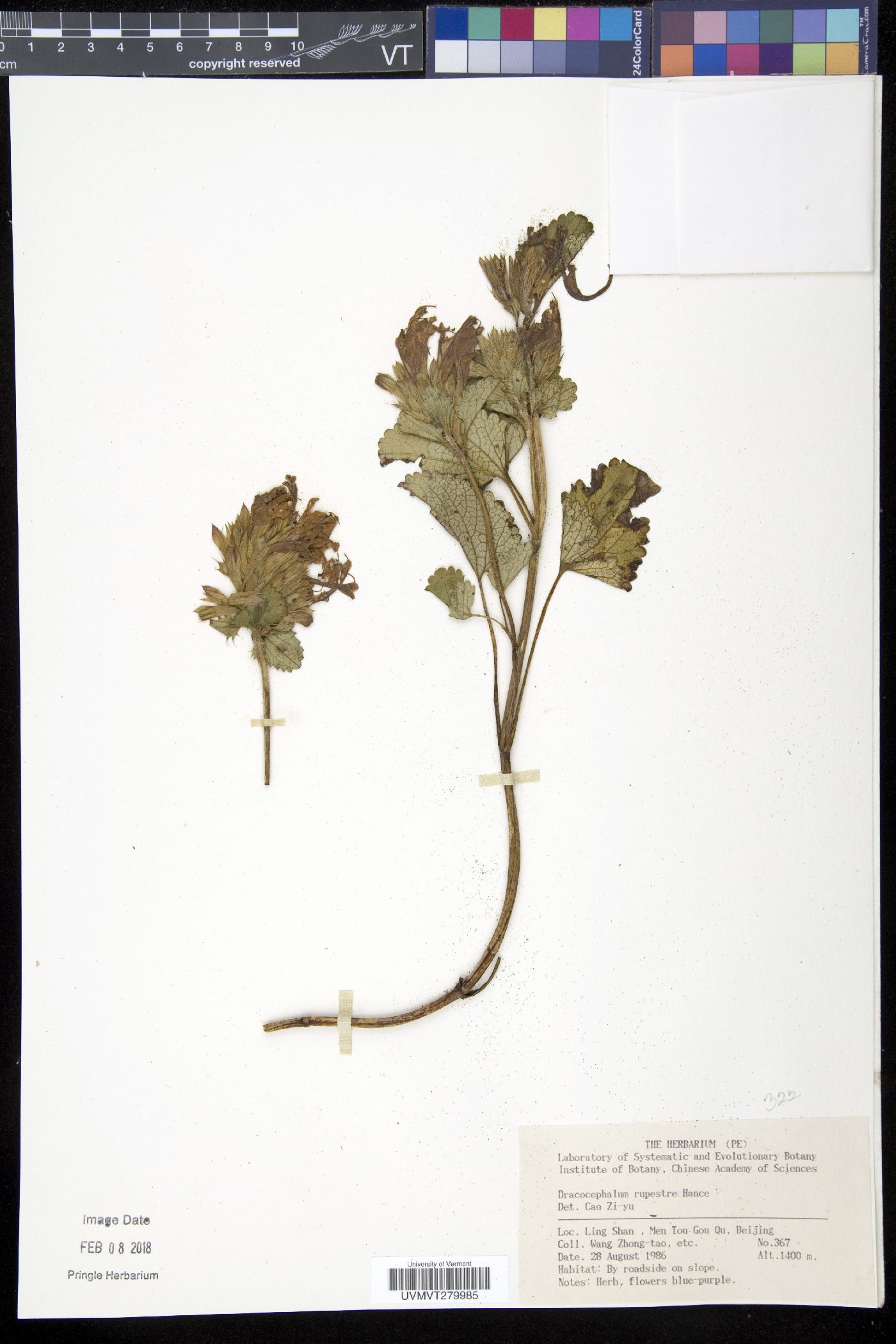 Dracocephalum rupestre image