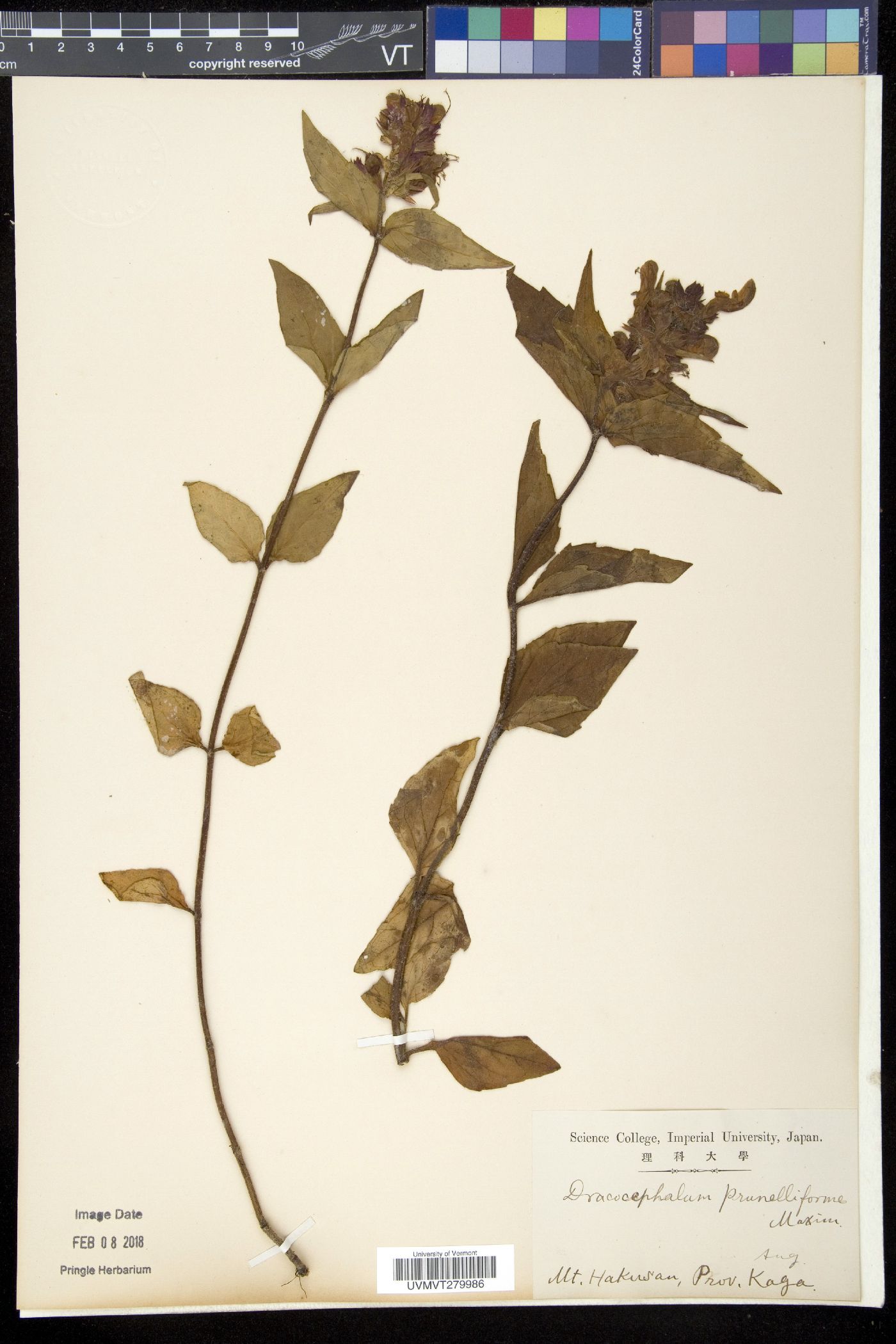 Prunella prunelliformis image