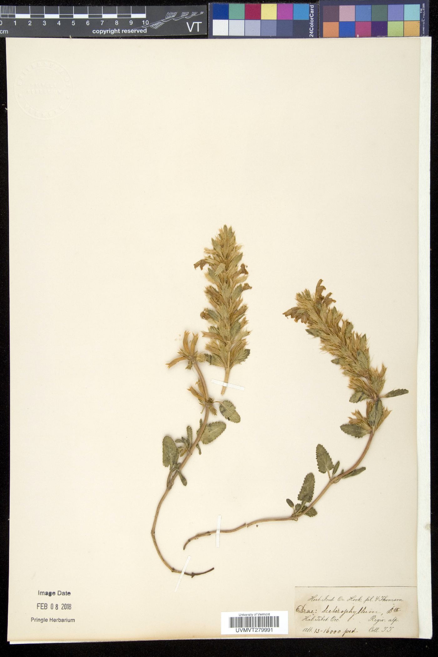 Dracocephalum heterophyllum image