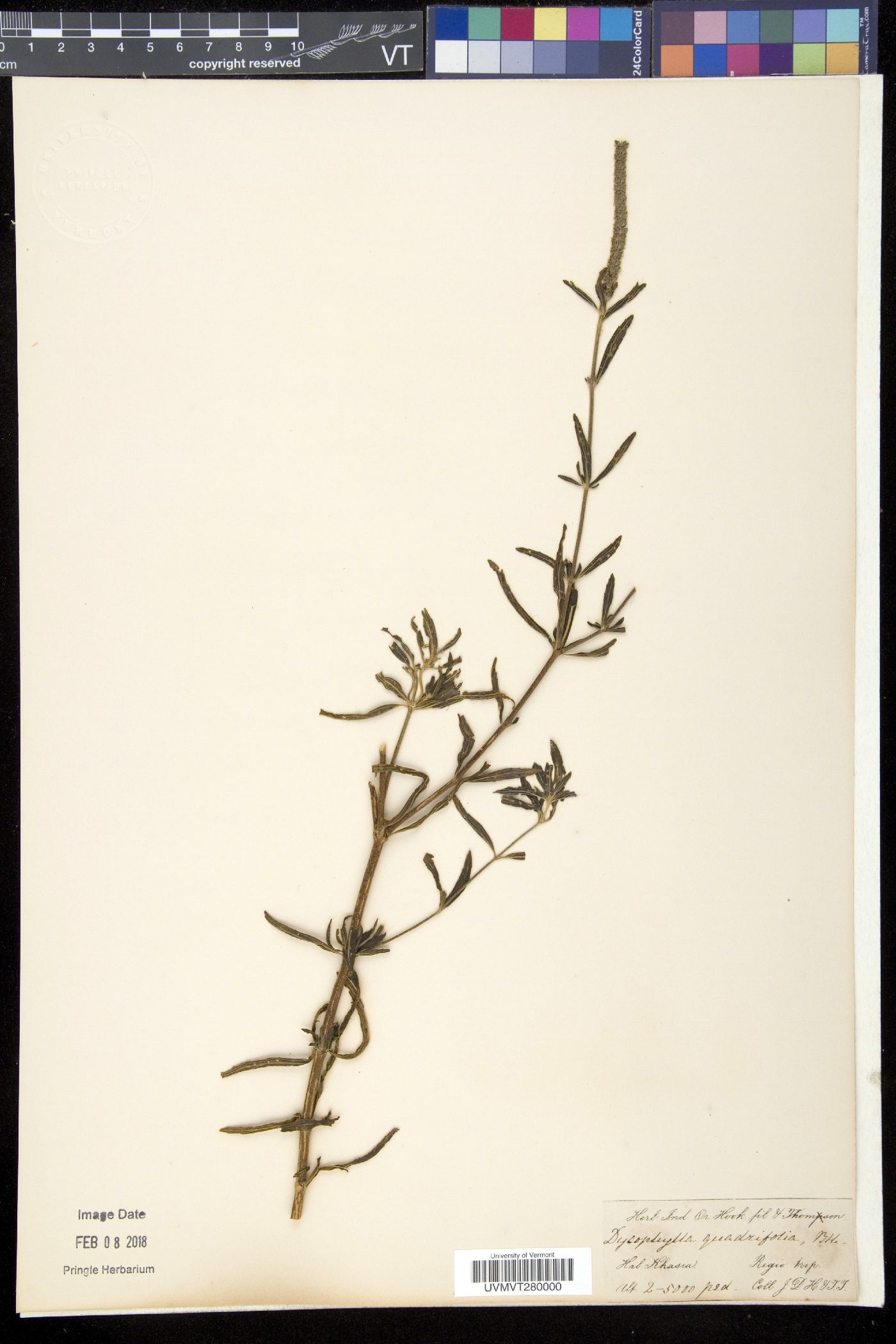 Pogostemon quadrifolius image