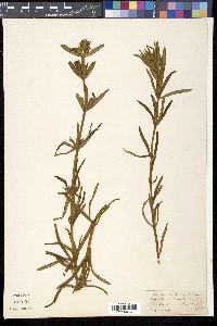 Image of Pogostemon linearis