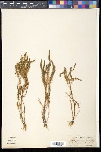 Image of Pogostemon erectus