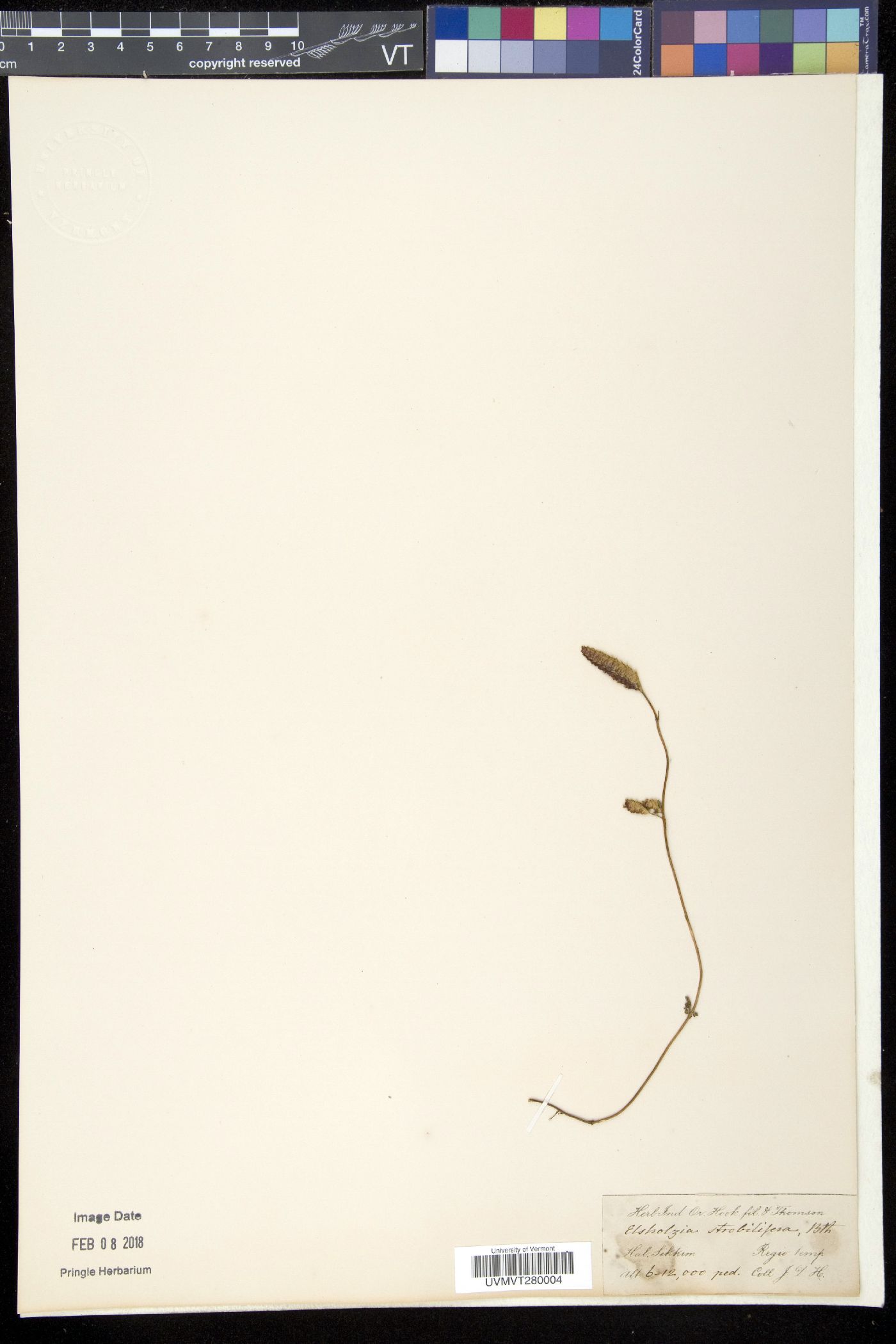 Elsholtzia strobilifera image