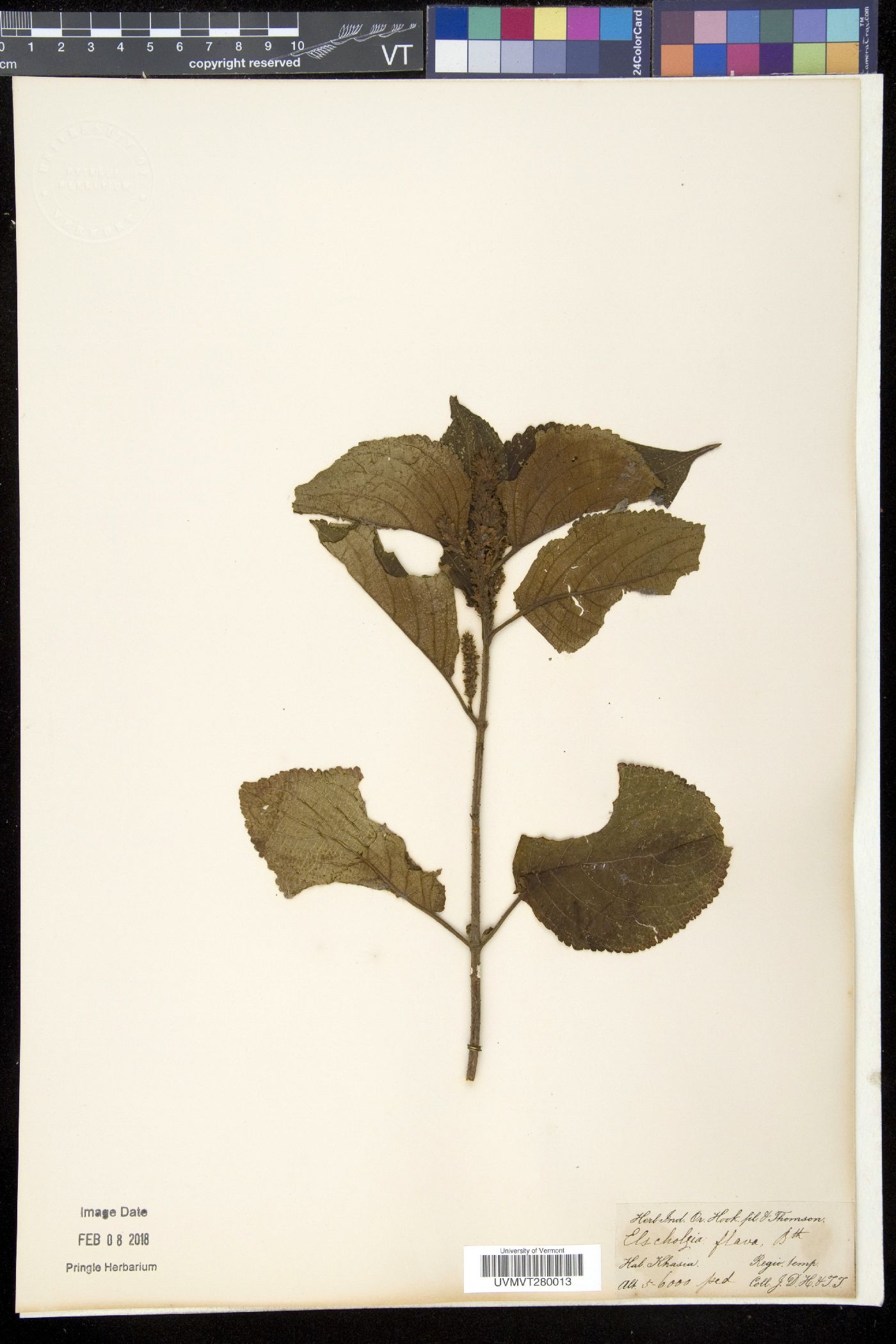 Elsholtzia flava image