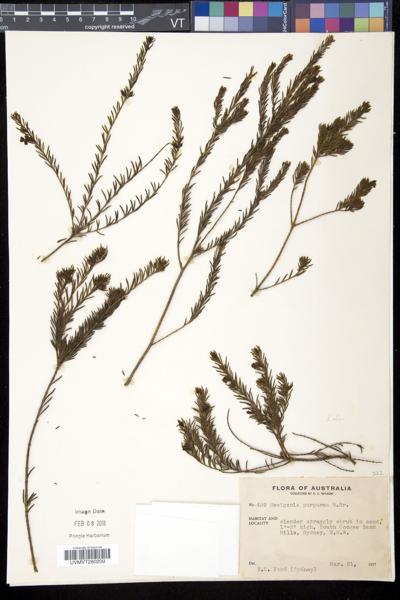 Hemigenia image