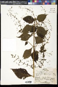 Isodon trichocarpus image