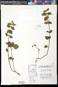 Image Associated With the Occurence