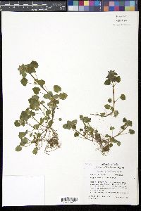 Lamium purpureum image