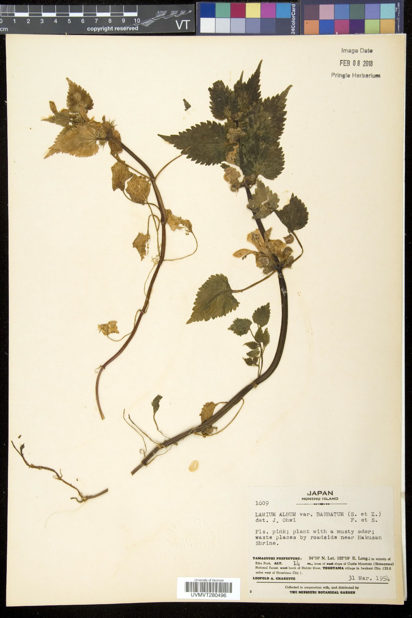 Lamium album subsp. barbatum image