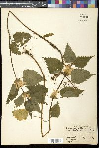 Lamium album subsp. barbatum image