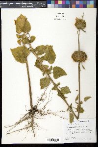 Leonotis nepetaefolia image