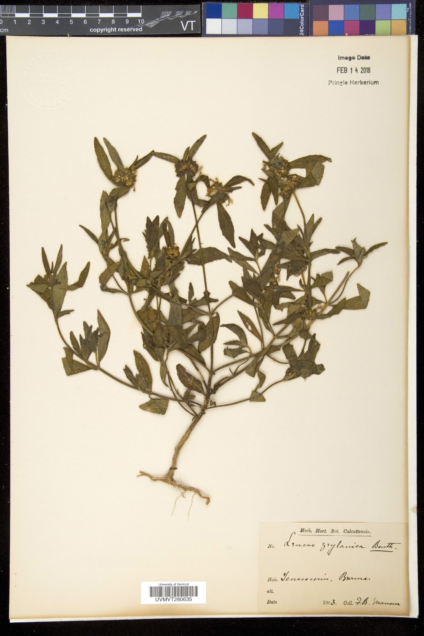 Leucas zeylanica image