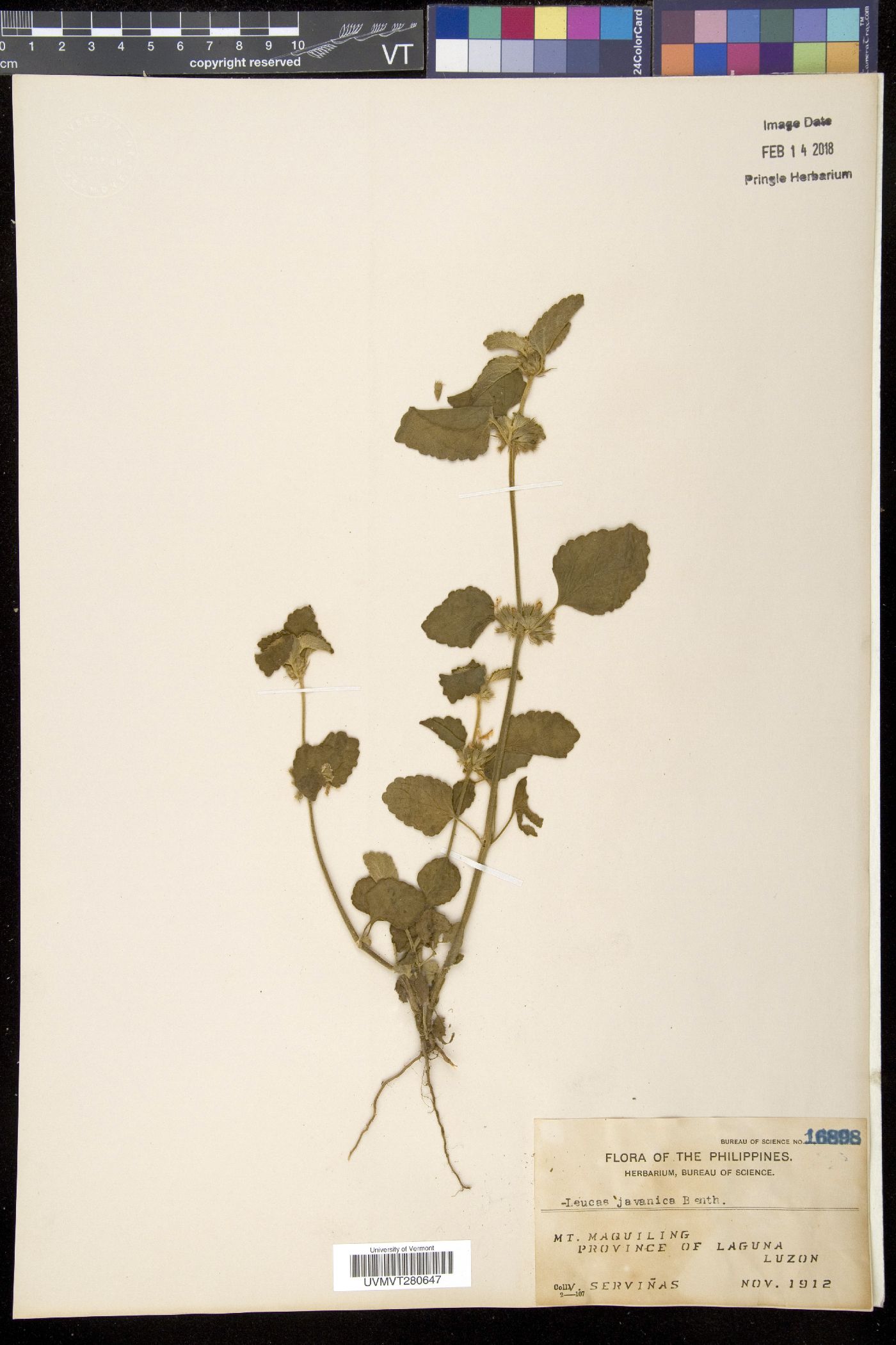 Leucas decemdentata var. decemdentata image