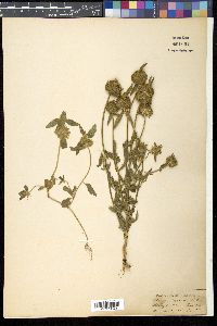 Leucas aspera image