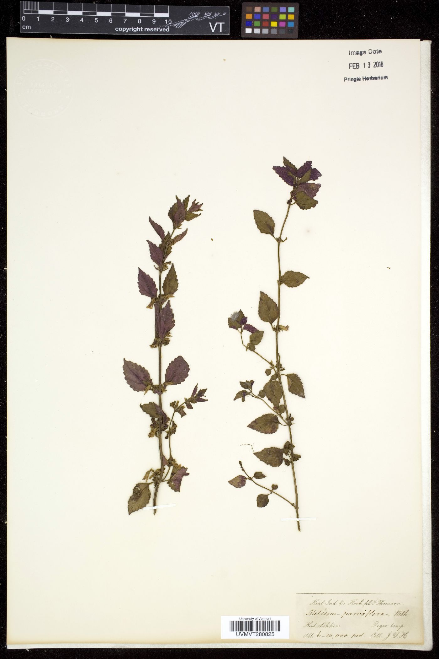 Melissa parviflora image