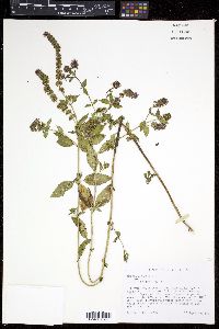 Image of Mentha × piperita