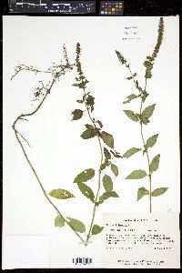 Mentha × piperita image