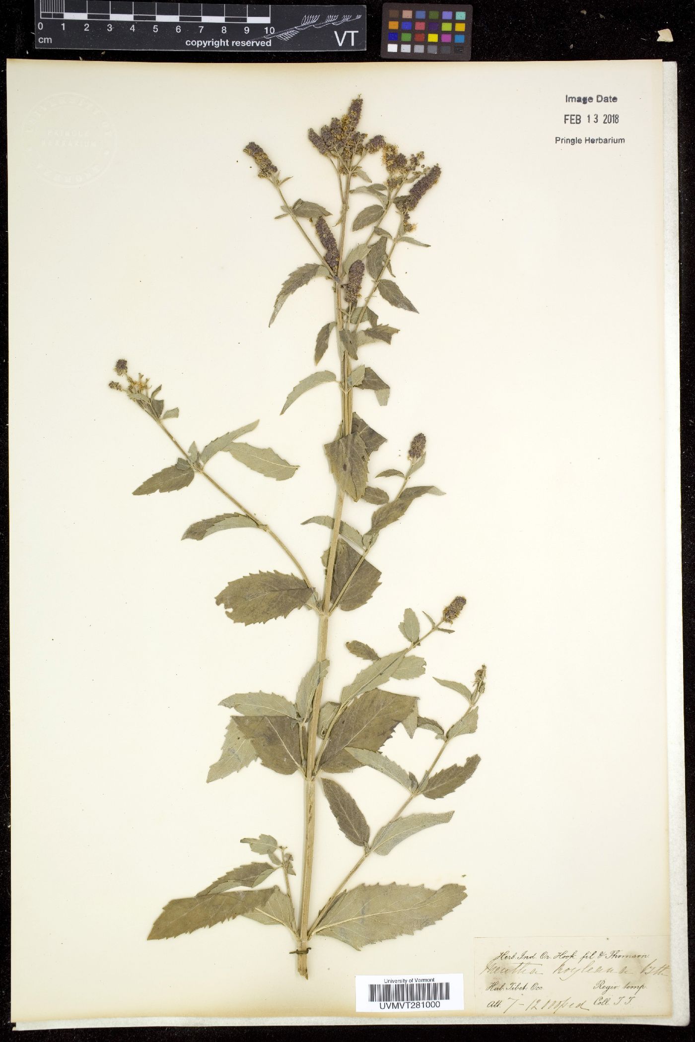 Mentha royleana image