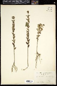 Mentha japonica image