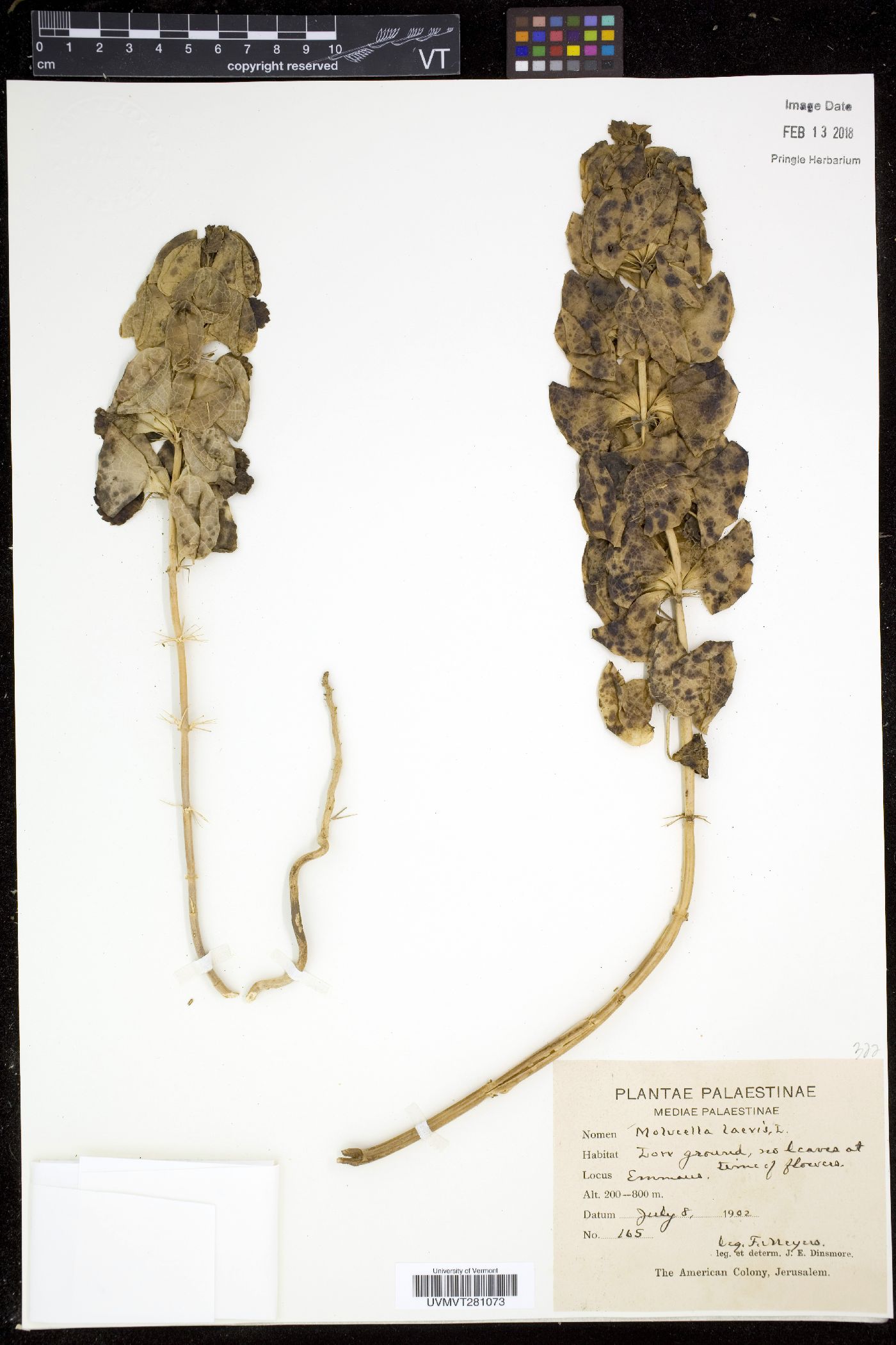 Moluccella image